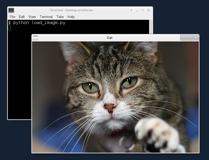 Cat image opened with OpenCV